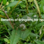 bringaraj for hair