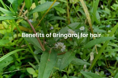 bringaraj for hair